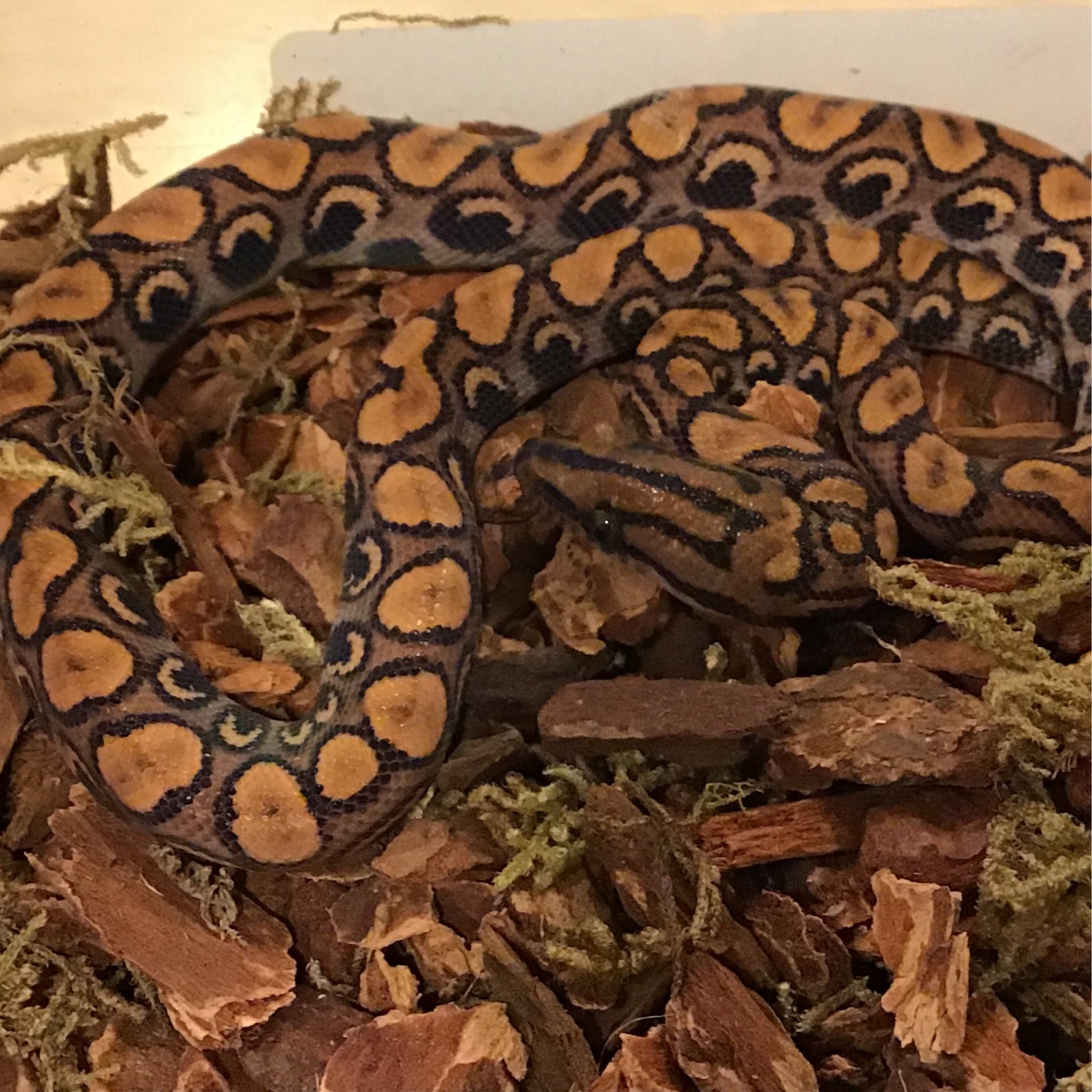 Brazilian rainbow boa at Harris in Wonderland