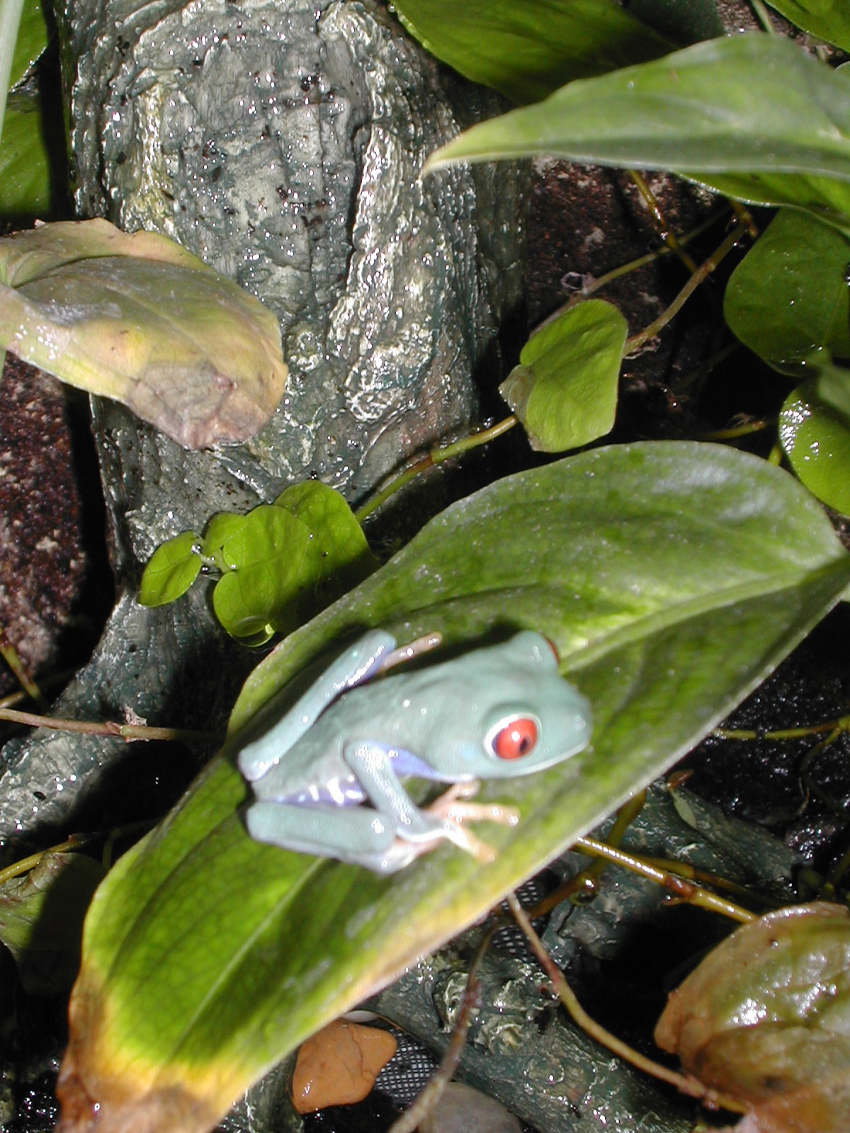 Red-eyed tree frog at Harris in Wonderland