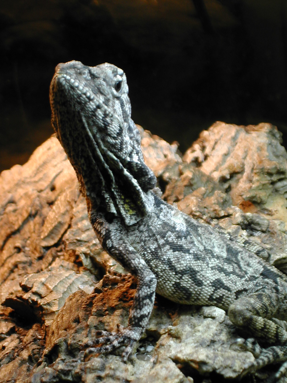 Frilled lizard at Harris in Wonderland