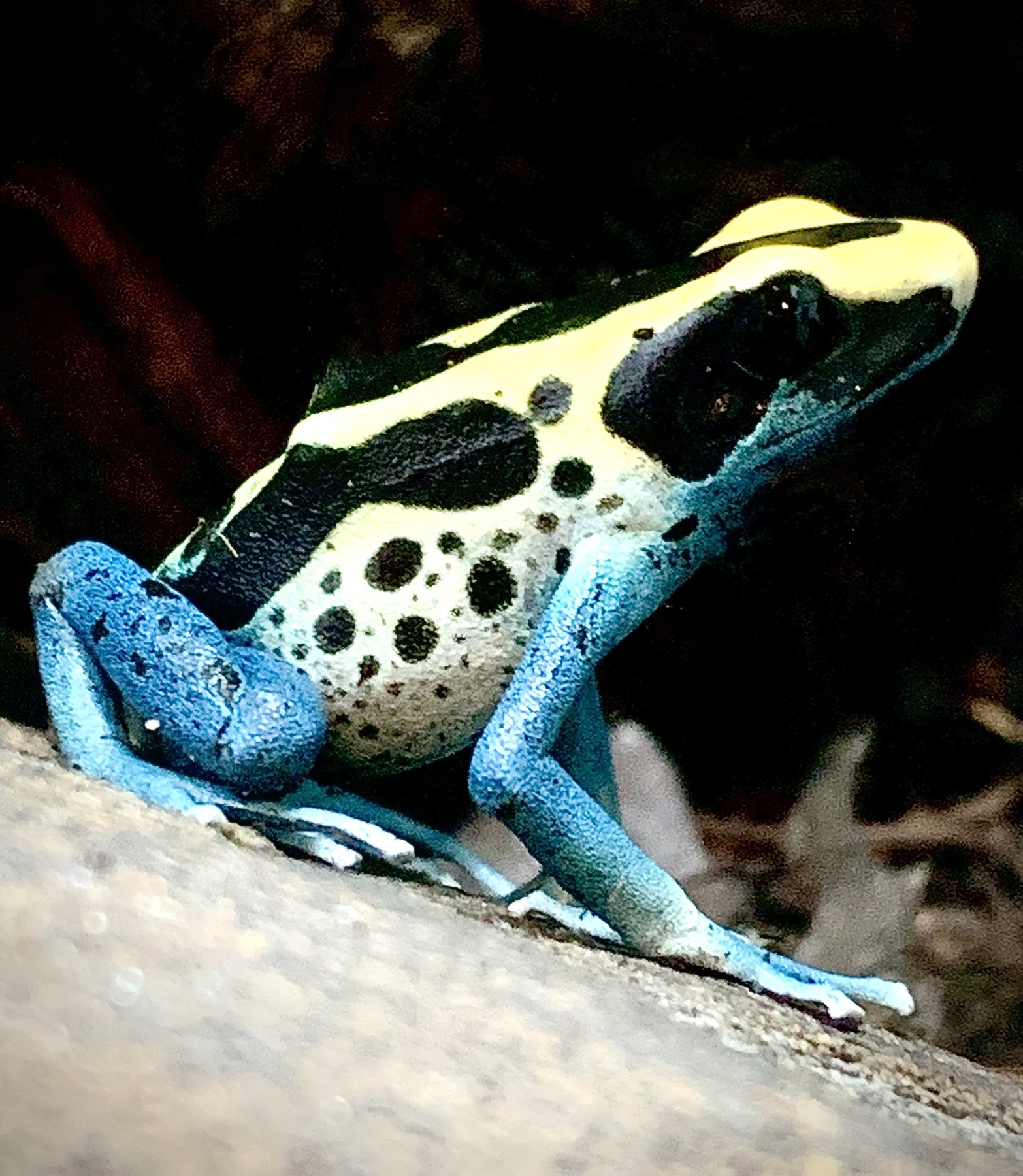 Dyeing poison dart frog at Harris in Wonderland