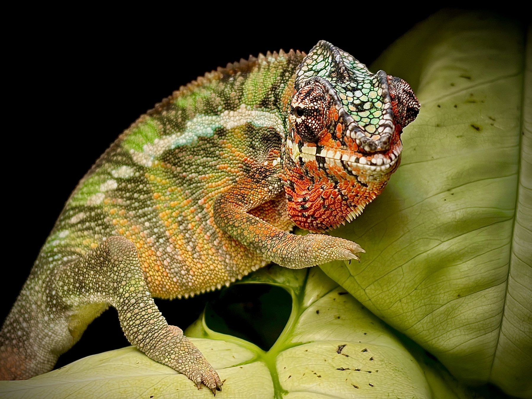 Panther chameleon in full color at Harris in Wonderland