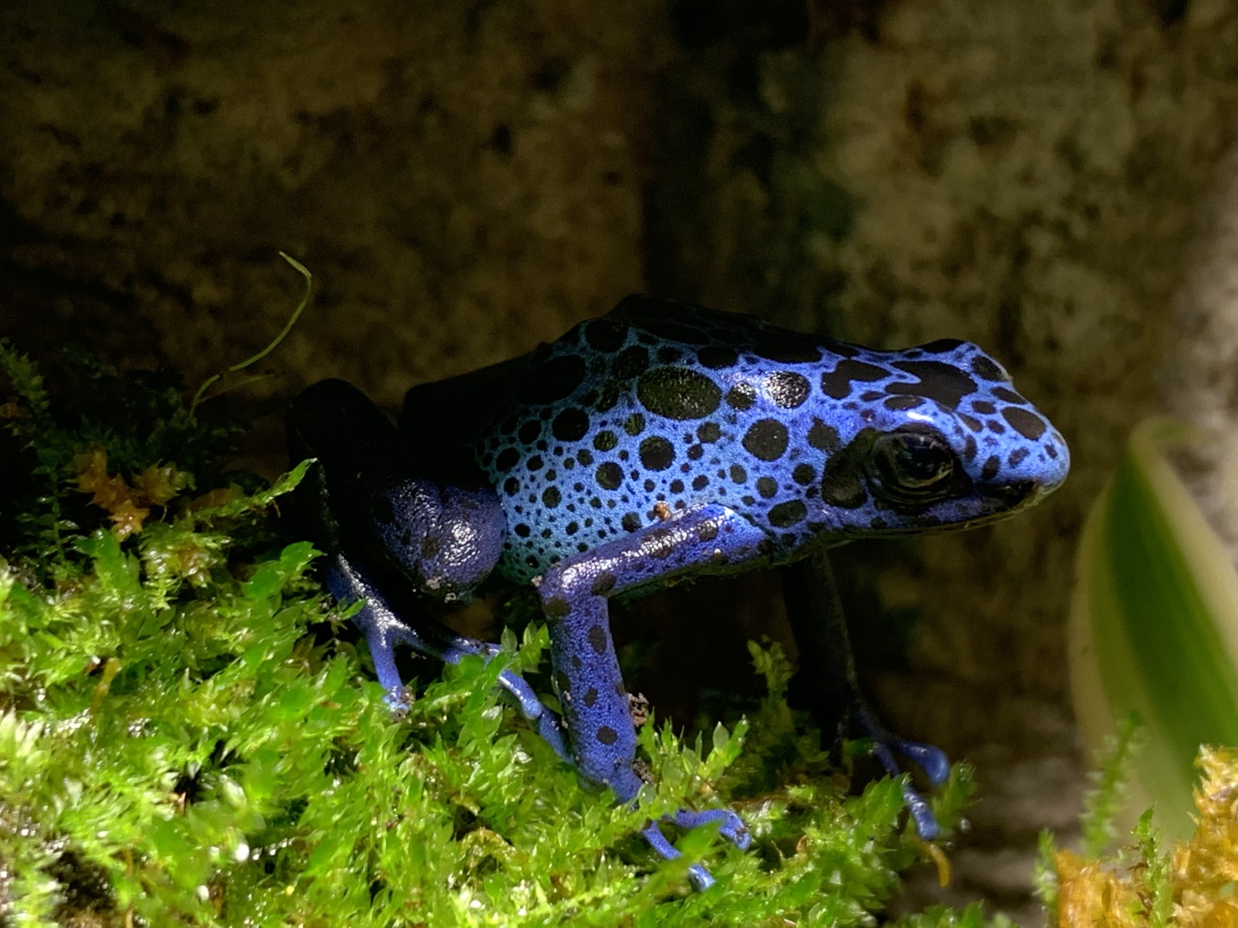 Blue poison dart frog at Harris in Wonderland