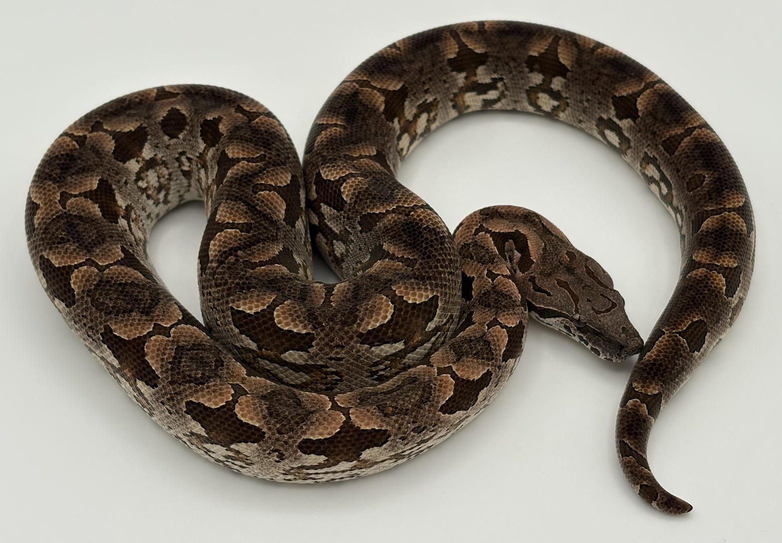 Boa - 011 Dumeril's Boa
