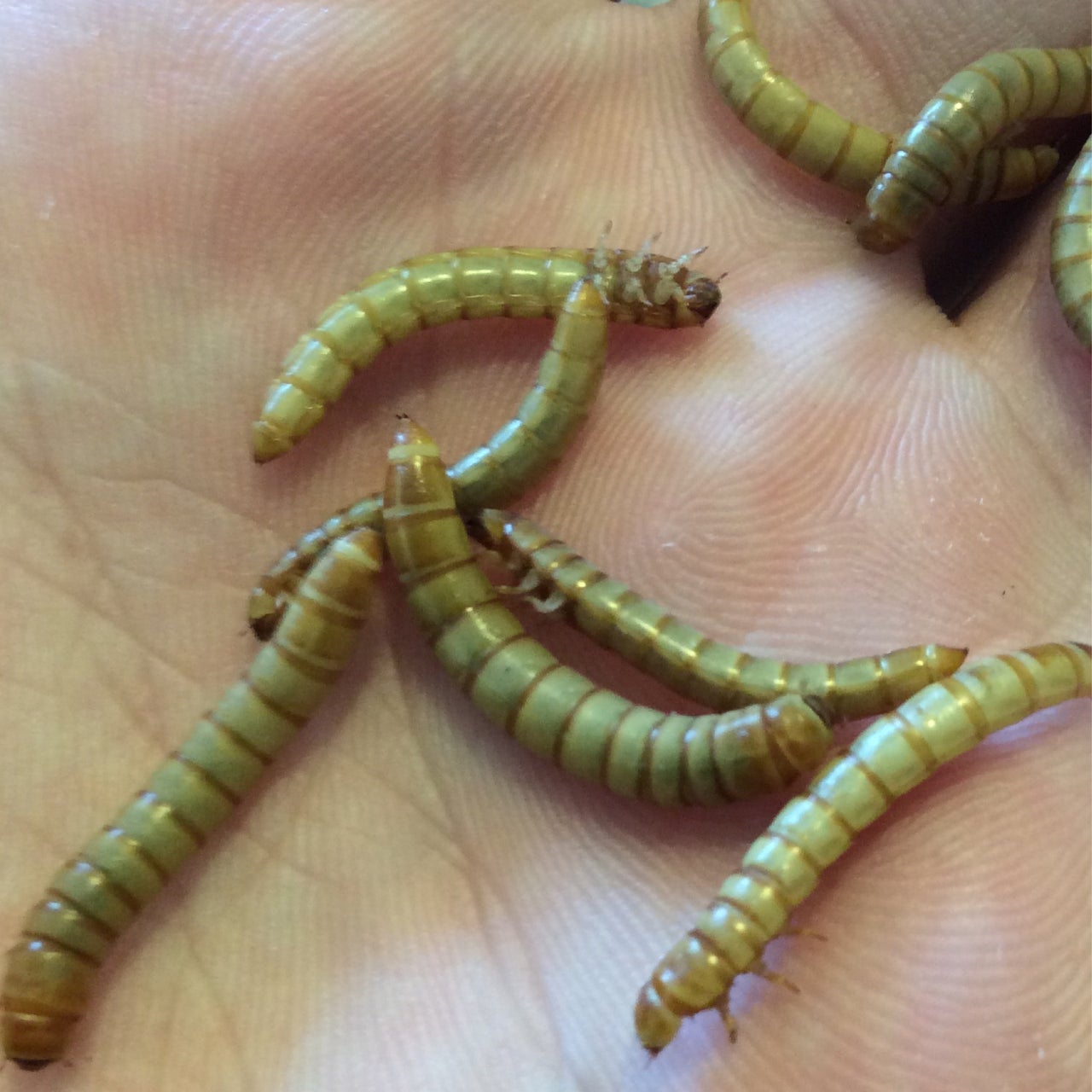 Mealworms