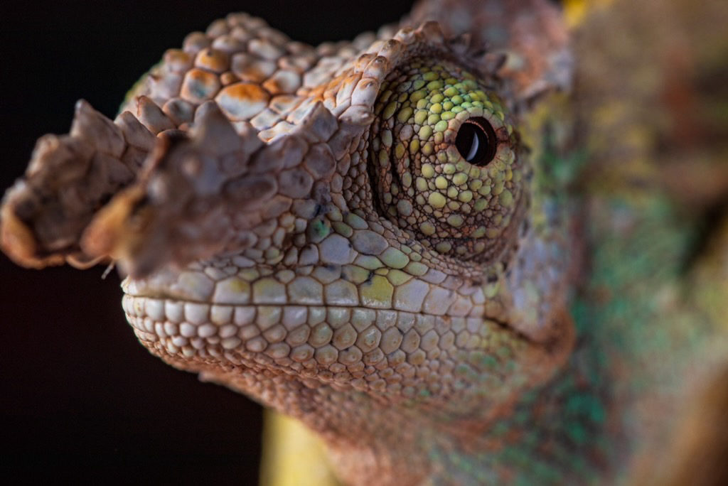 Chameleon portrait at Harris in Wonderland
