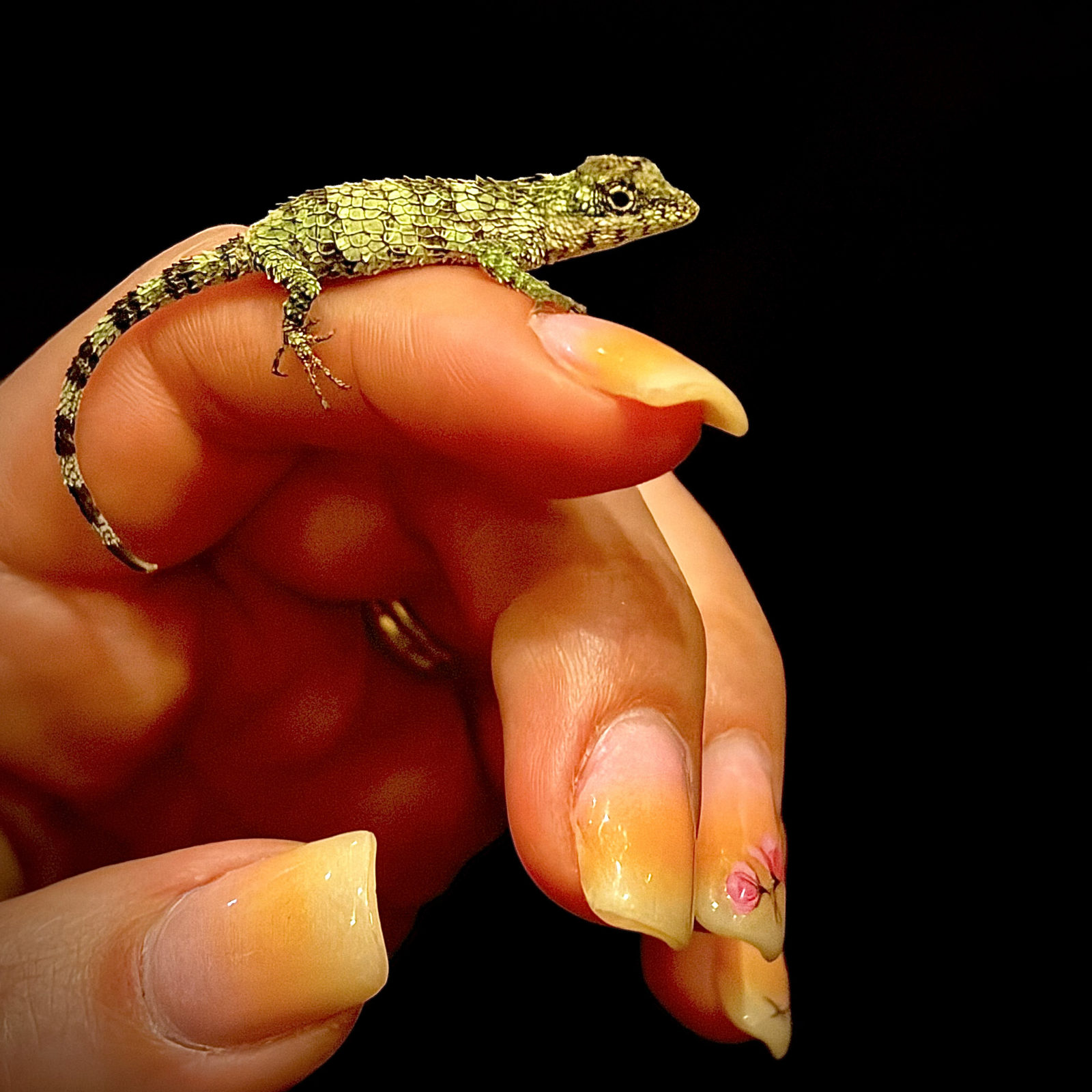 Day gecko on a keeper's hand at Harris in Wonderland