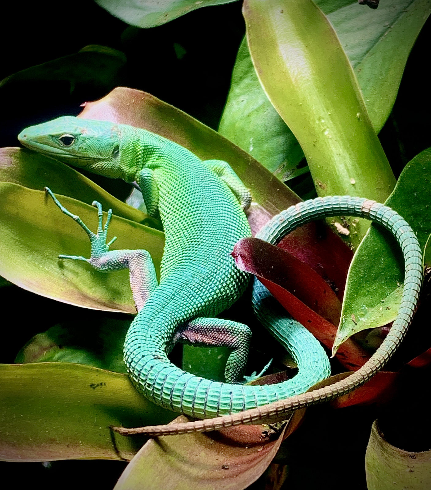 Day gecko on a plant at Harris in Wonderland