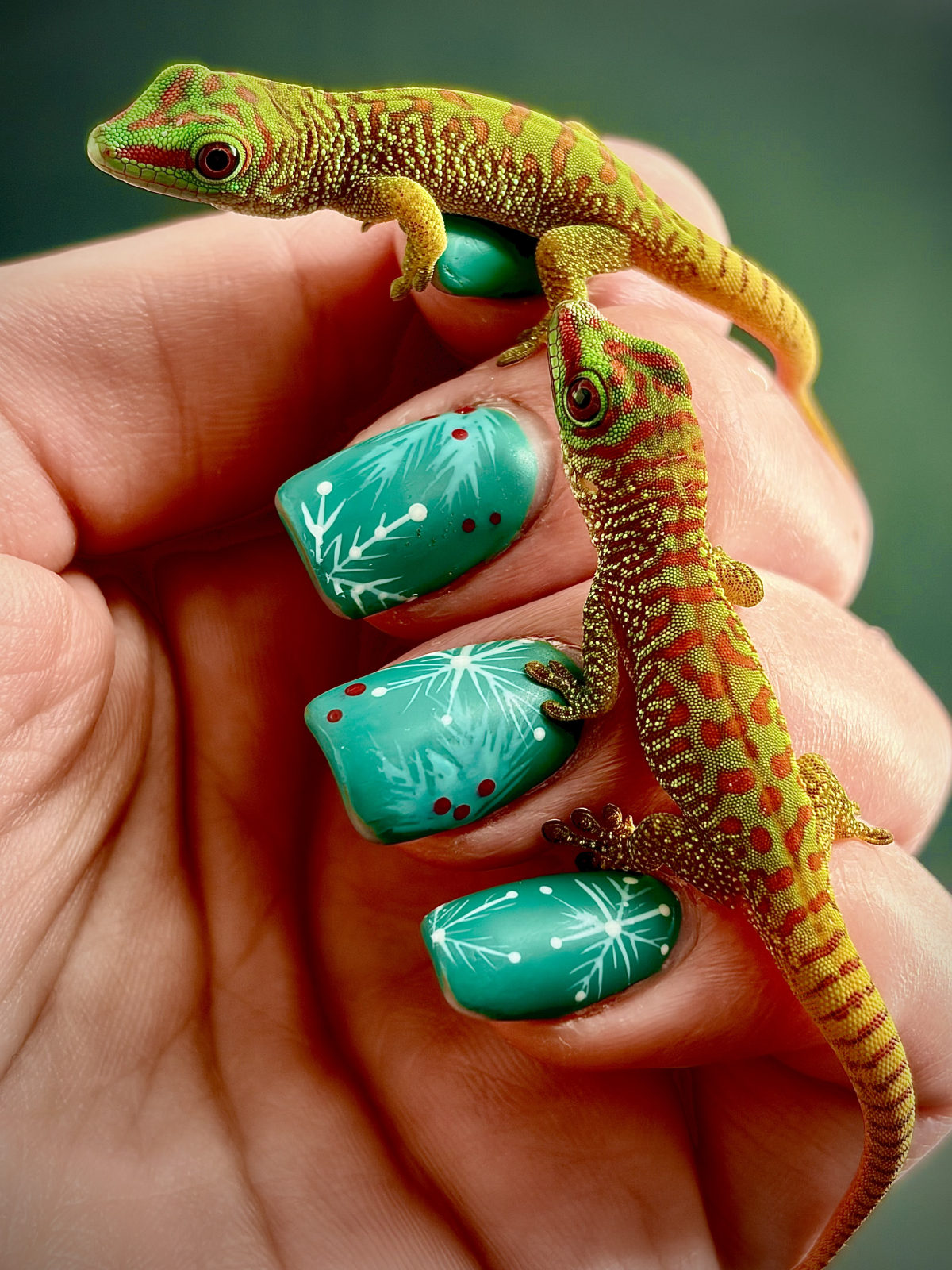 Two day geckos held at Harris in Wonderland