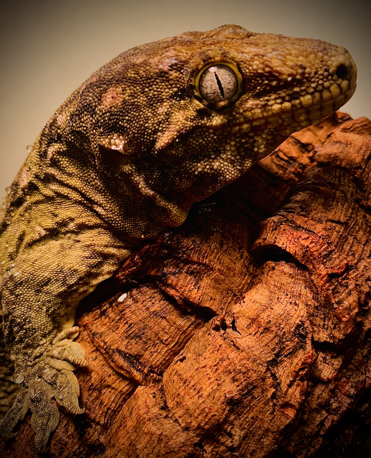 Giant gecko on cork bark at Harris in Wonderland