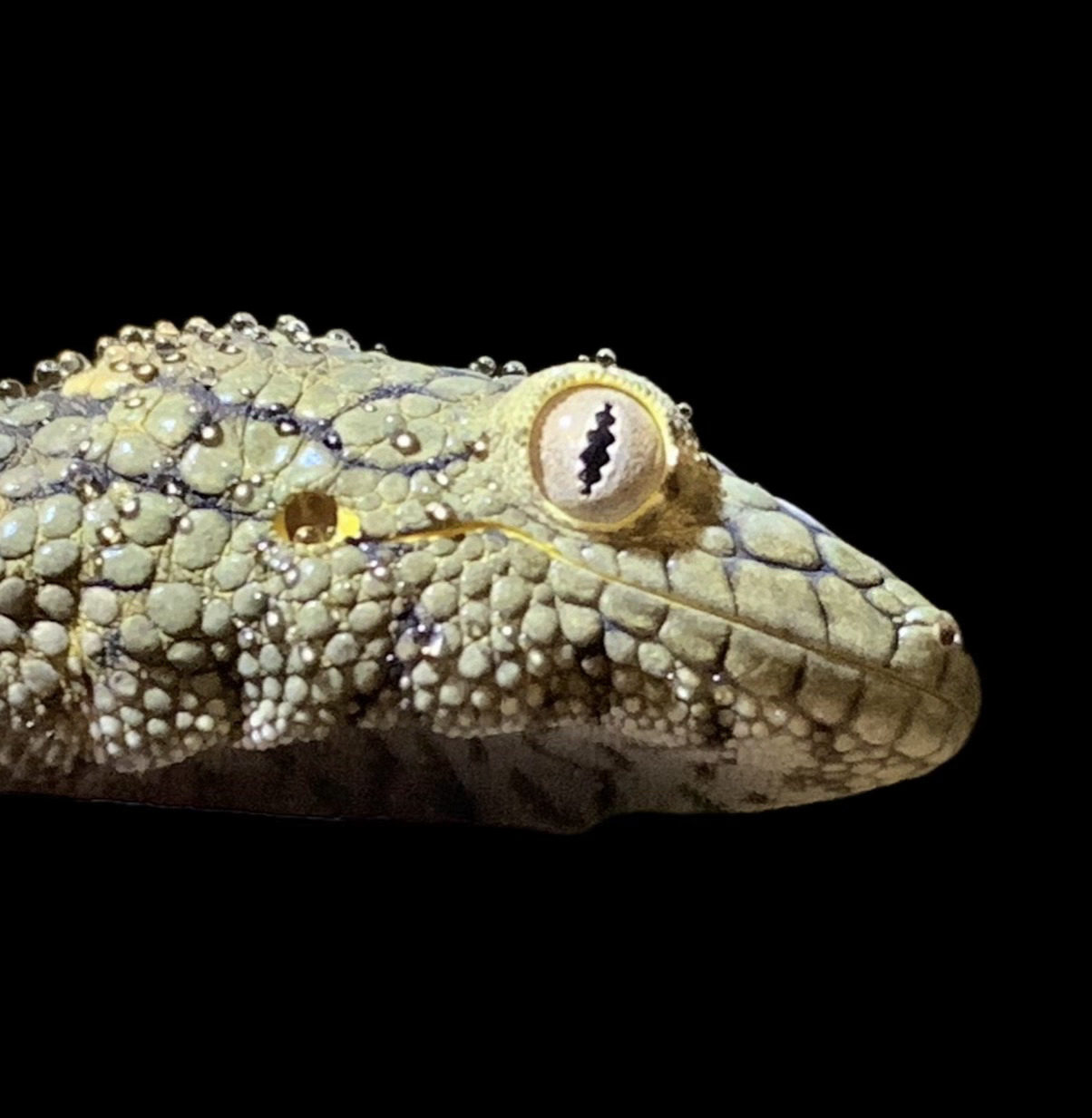 Gecko close-up at Harris in Wonderland