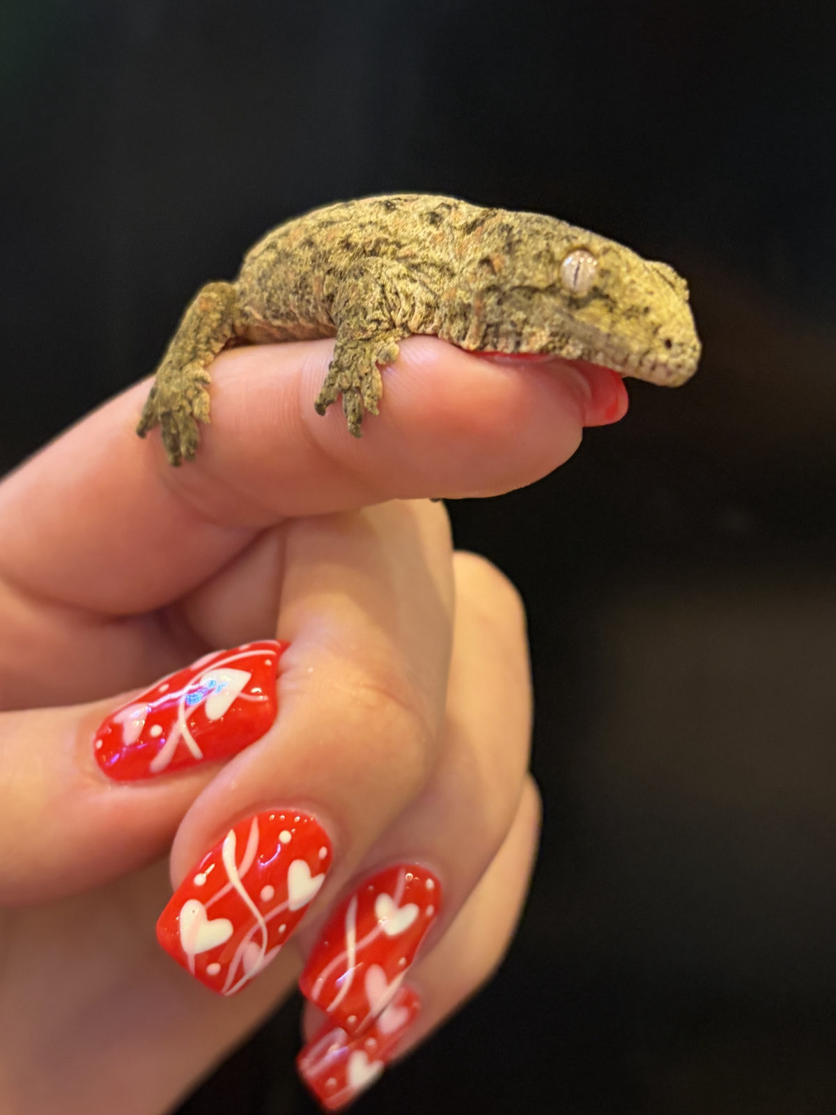 Hatchling gecko on a fingertip at Harris in Wonderland