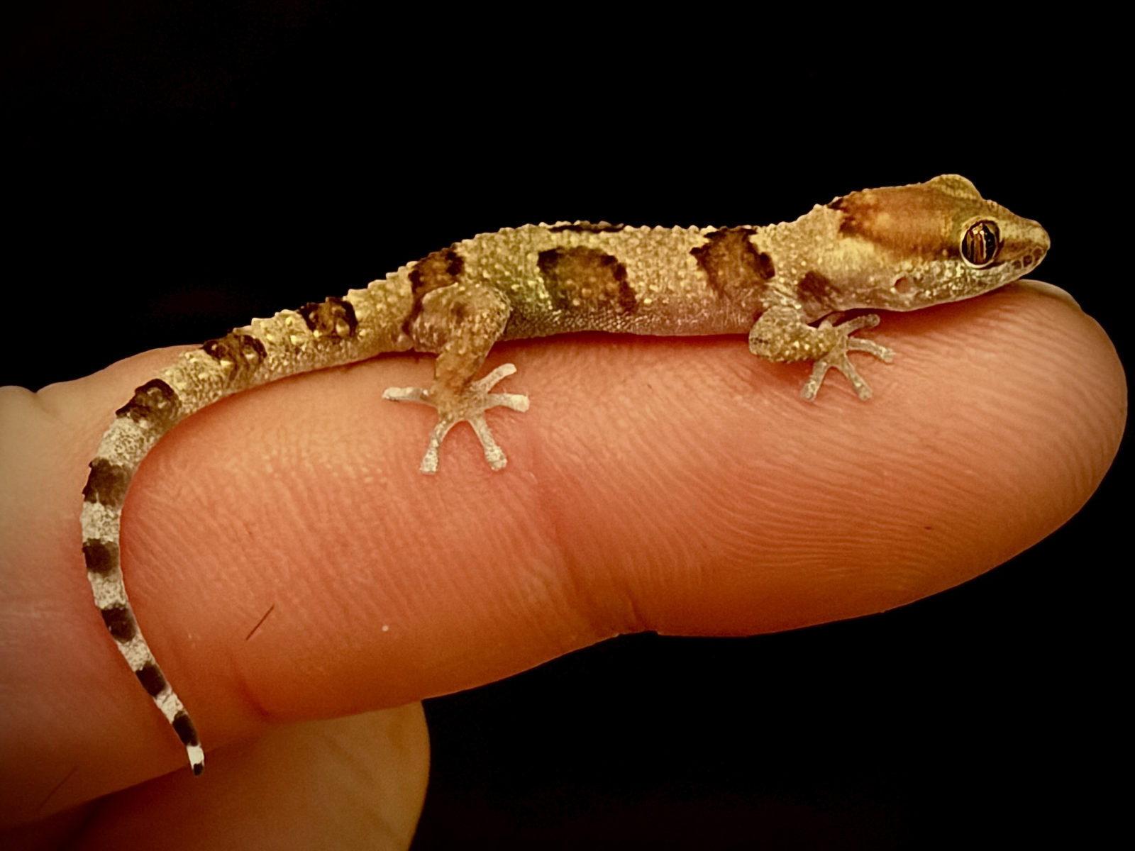 Young gecko on a fingertip at Harris in Wonderland