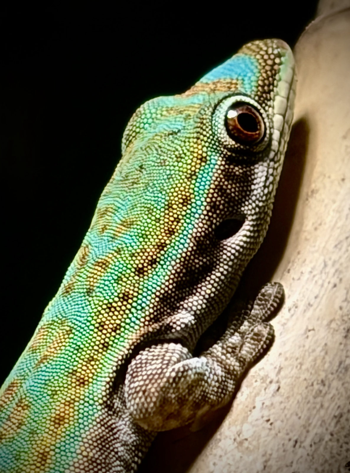 Teal gecko at Harris in Wonderland