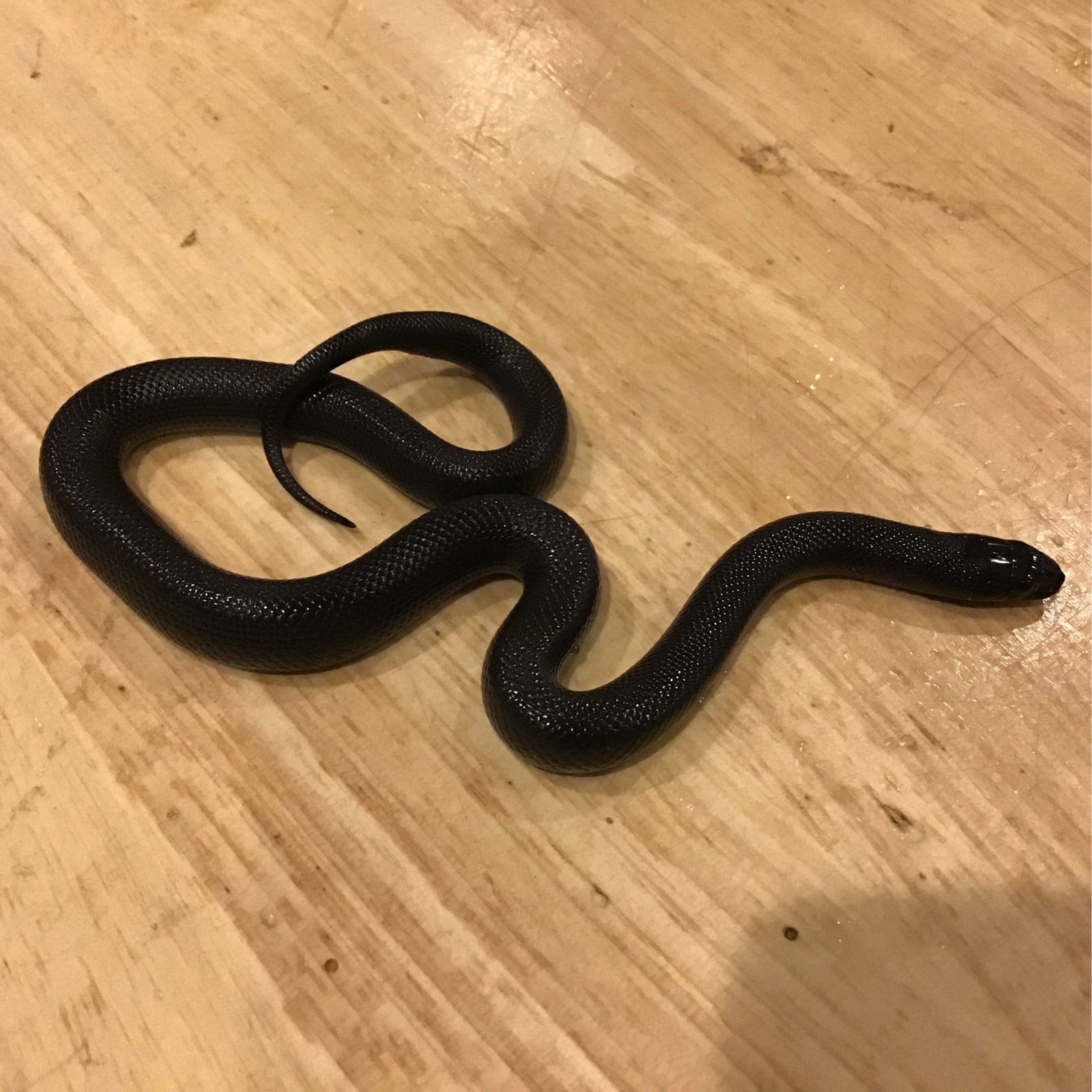 Mexican black kingsnake at Harris in Wonderland