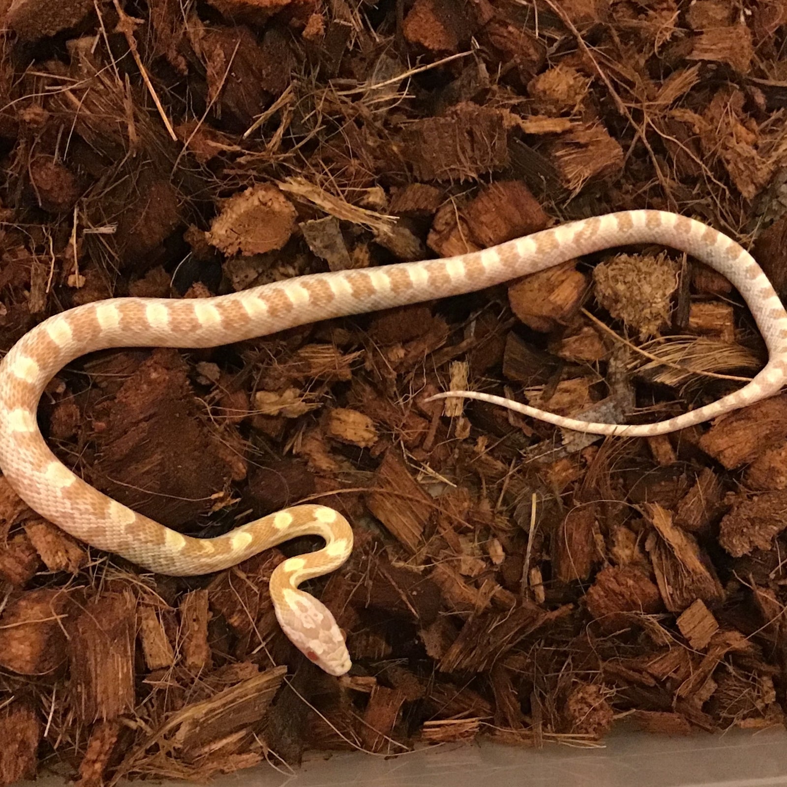 Milksnake - 1055 Black Milksnake Male