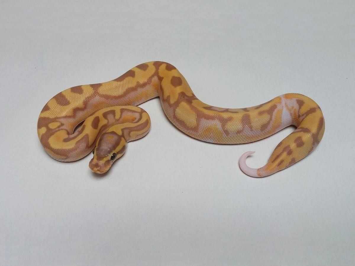 Ball Python - 104 Banana Enchi Pied Male