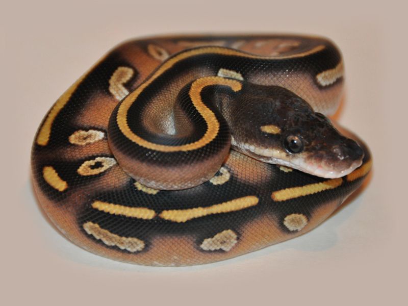 Ball Python - 111 Blackhead Mojave or Phantom Female