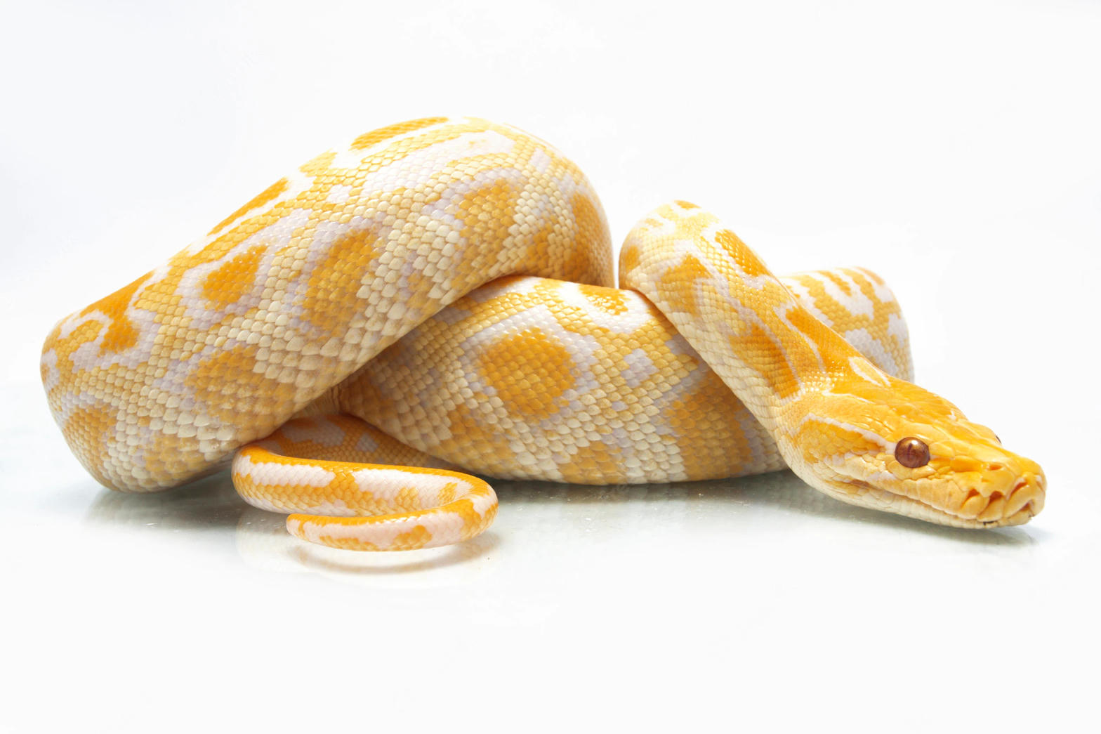 Burmese Python - 021 Female Albino