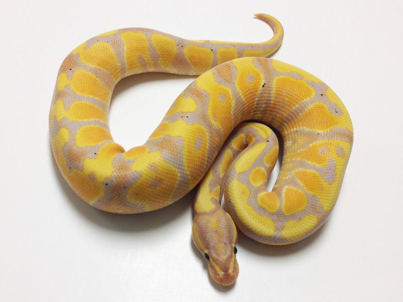 Ball Python - 113 Coral Glow Spector Yellowbelly Male