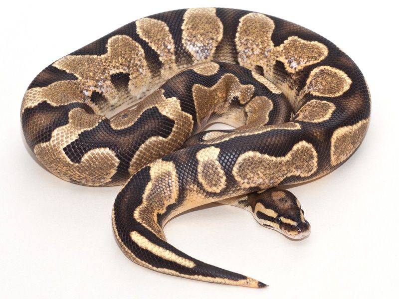 Ball Python - 114 Fire Calico Female