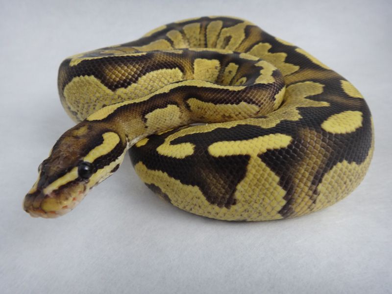 Ball Python - 120 Fire Yellowbelly Male