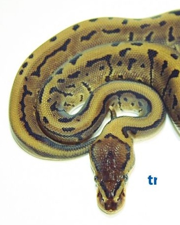 Ball Python - 119 Leopard Pinstripe Het Pied Male
