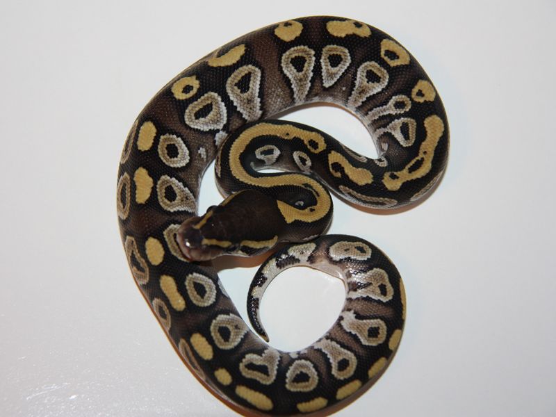 Ball Python - 118 Mojave Yellowbelly Female